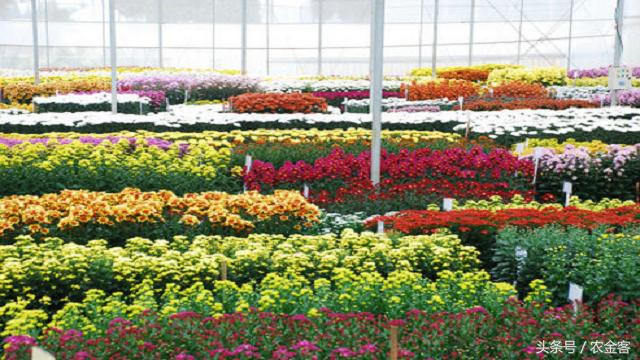 2021农村小投资大回报的项目,合适农村发展的小投资项目有哪些