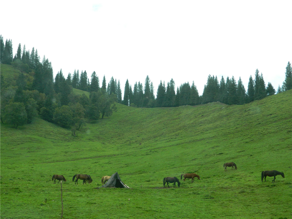 辽阔的草原绿色的歌完全版,辽阔的草原绿色的歌