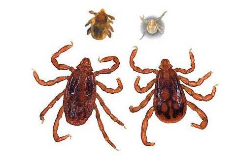 蚊子皮肤细菌感染溃烂,蚊虫叮咬能够拍吗