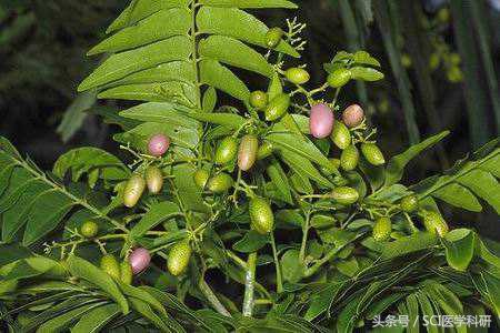 科研新发现：吃肉桂能够提高人的学习能力