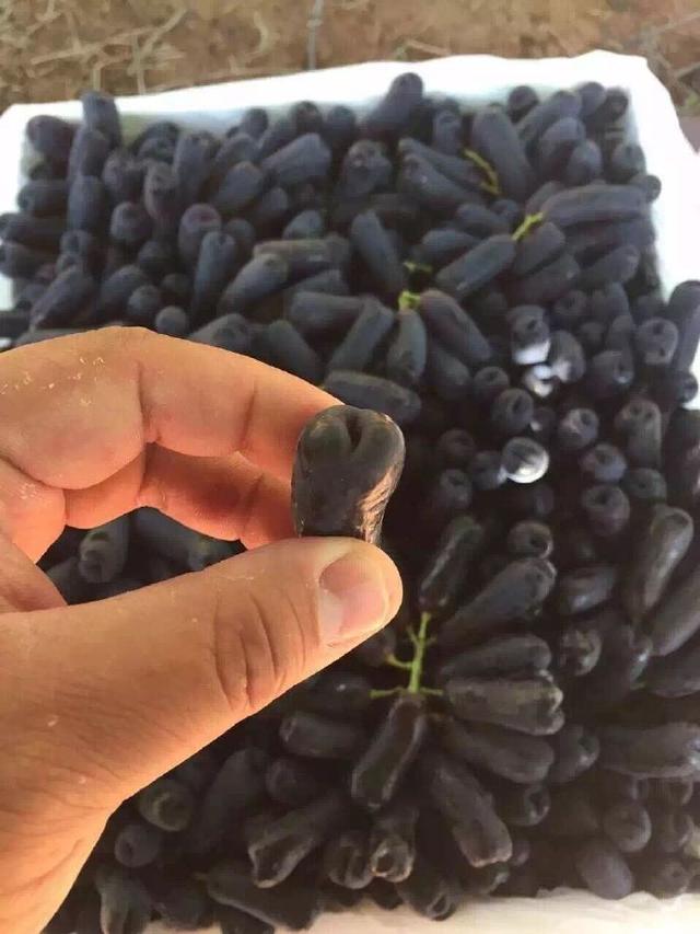 澳洲金手指黑提大概多少钱一斤,澳洲金手指黑提国内能种吗