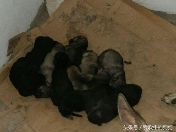 狼青跟德牧哪个好驯养一些,狼青和德牧配出来的幼犬什么样