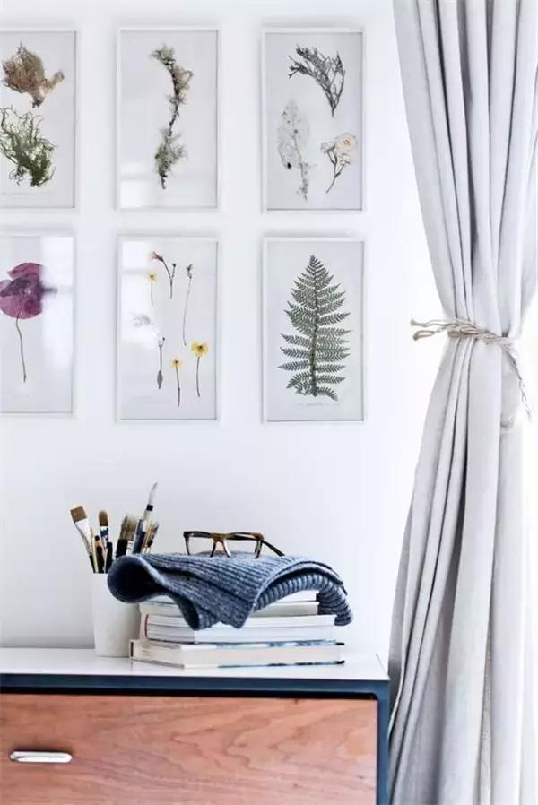 植物标本挂在墙上好看 (植物标本挂墙上)