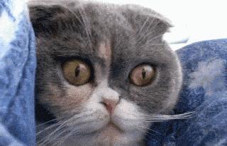 黄金面膜是真的有黄金吗,黄金面膜有什么用