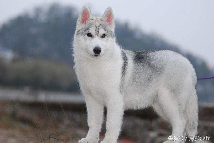阿拉斯加和哈士奇哪个打架厉害,哈士奇和阿拉斯加幼犬如何区别