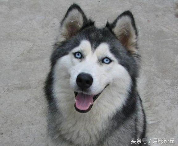 阿拉斯加和哈士奇哪个打架厉害,哈士奇和阿拉斯加幼犬如何区别