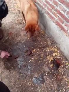 我有一个大胆的想法表情包动图,我有一个大胆的想法幽默搞笑