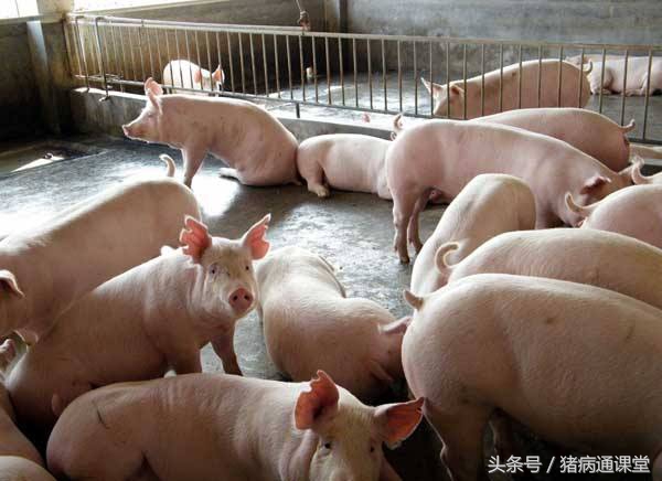 老师你好，请以猪的拉稀和咳嗽为例，讲一下猪病的对症治疗？