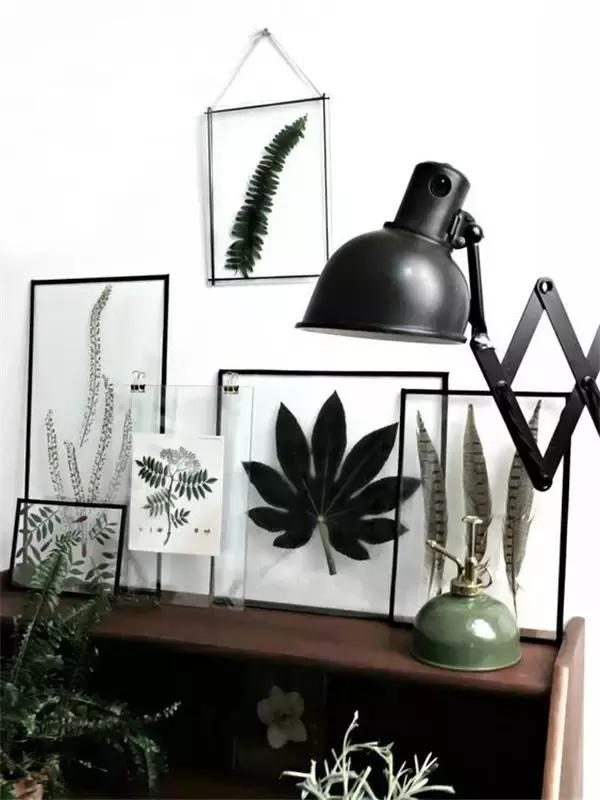 植物标本挂在墙上好看 (植物标本挂墙上)