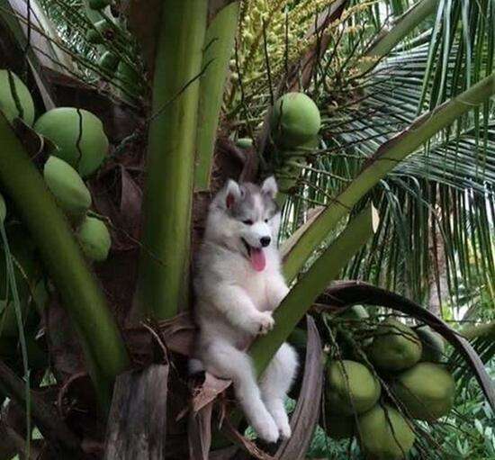 哈士奇两只犯二,哈士奇都住着犯二的灵魂