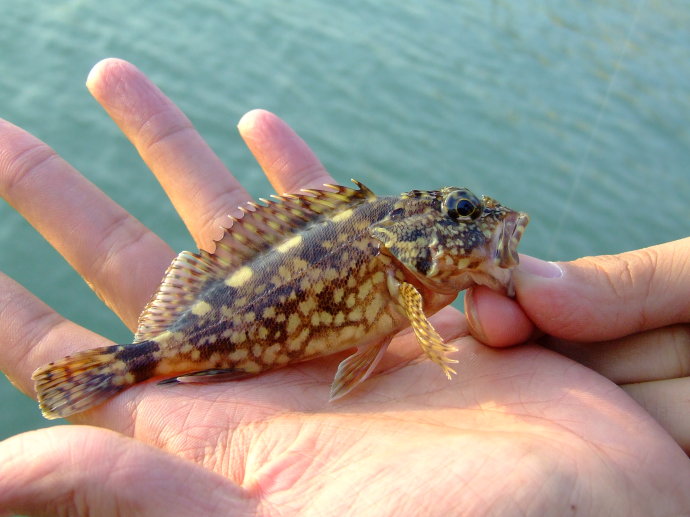 海钓必备的100种钓法,新手海钓怎么钓提高中鱼率