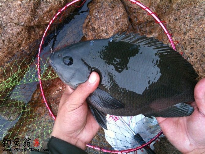 海钓必备的100种钓法,新手海钓怎么钓提高中鱼率