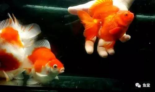 什么品种金鱼合适玻璃缸养,金鱼最好养的是什么品种