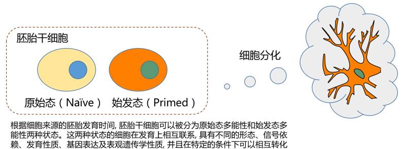 关于dna和rna,rnavsdna