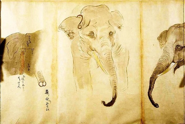 日本人在清朝之前从未见过大象，有人送了两头可把他们高兴坏了！