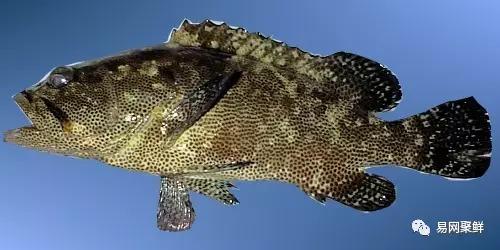 各类石斑鱼图片,常见的石斑鱼图片