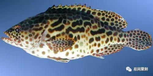 各类石斑鱼图片,常见的石斑鱼图片