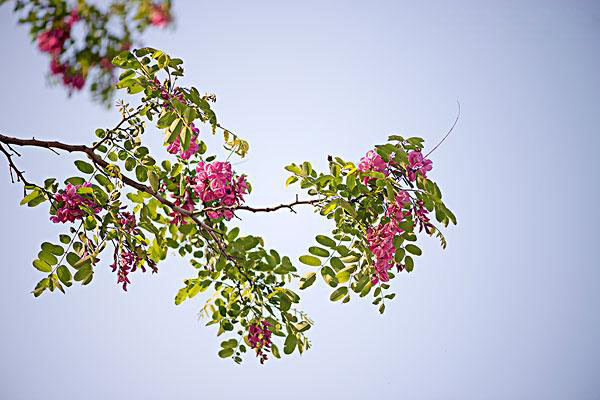 据说89种药食同源食物中的这8种对高血压、糖尿病、高血脂最好