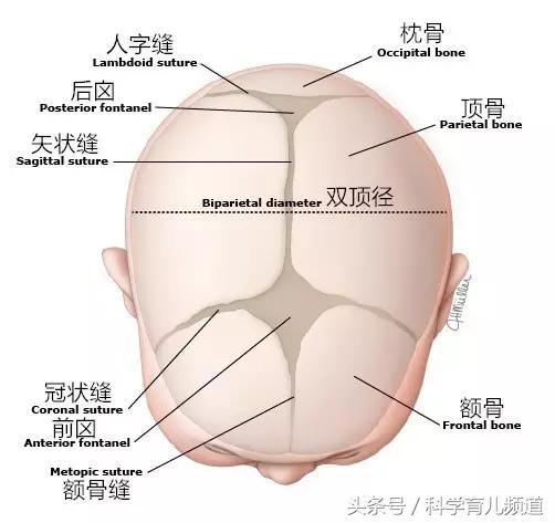 宝宝囟门不能摸怎么回事,宝宝囟门不能碰什么原因