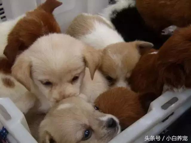 狗贩常用骗术和购犬须知,狗贩子买狗注意事项