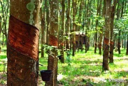 乳胶枕头真假海南,如何鉴别乳胶枕头的真假与好坏