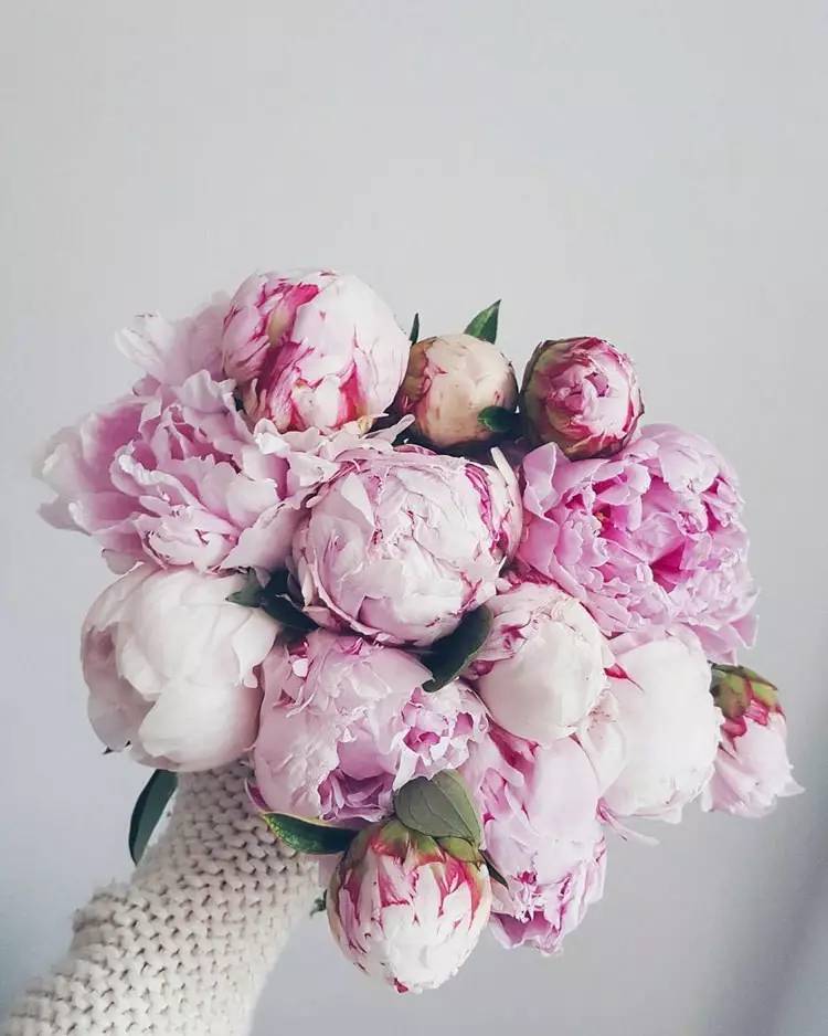 除了康乃馨还能够送母亲什么花,母亲节合适送妈妈的花康乃馨