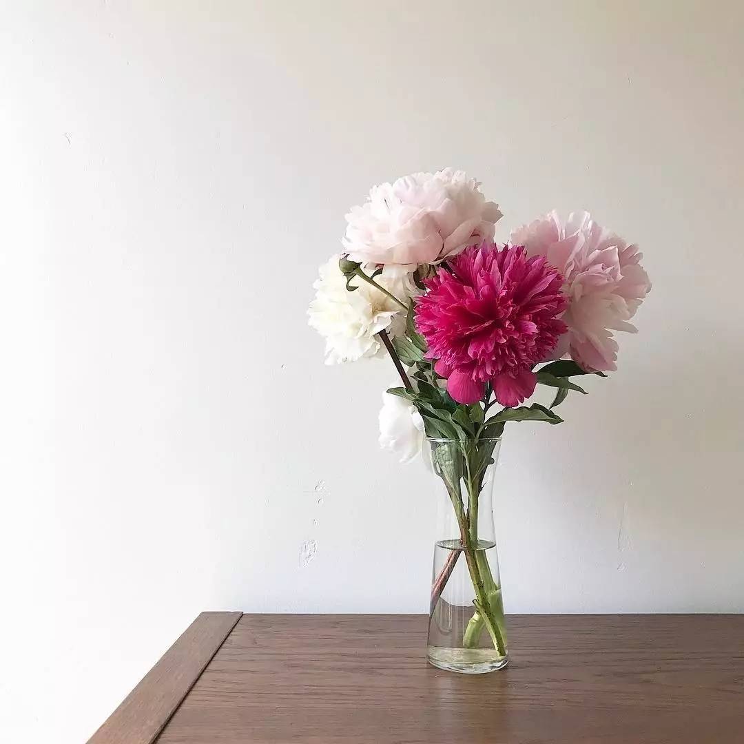 除了康乃馨还能够送母亲什么花,母亲节合适送妈妈的花康乃馨