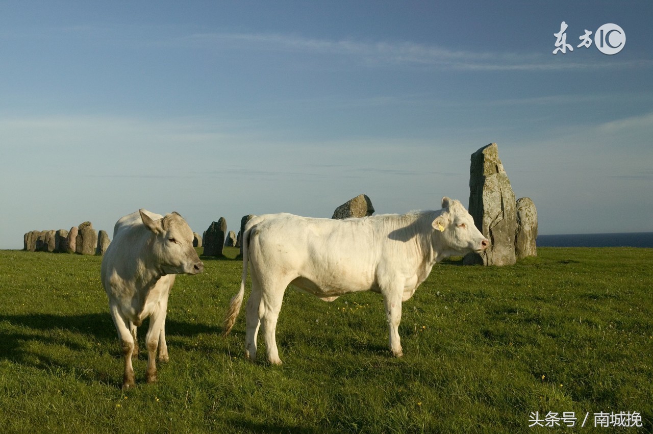 85年生肖牛哪年财运能好转,生肖牛的性格85年是什么命