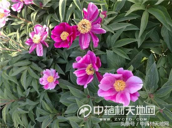 白芍种植山西,一亩地种植多少白芍苗子