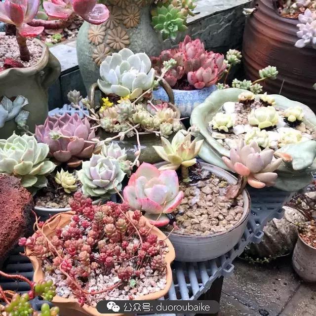 好养又耐看的多肉小老桩,好养活又漂亮的多肉老桩