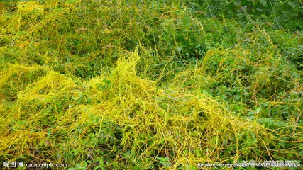 黄芩黄连地肤子苦参白茅根怎么用,荆芥黄连苦参黄芩地肤子