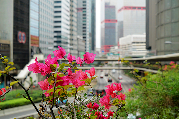 卷福为之神伤的中国密码，你能够在香港茶餐厅中解密