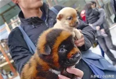 狗贩常用骗术和购犬须知,狗贩子买狗注意事项