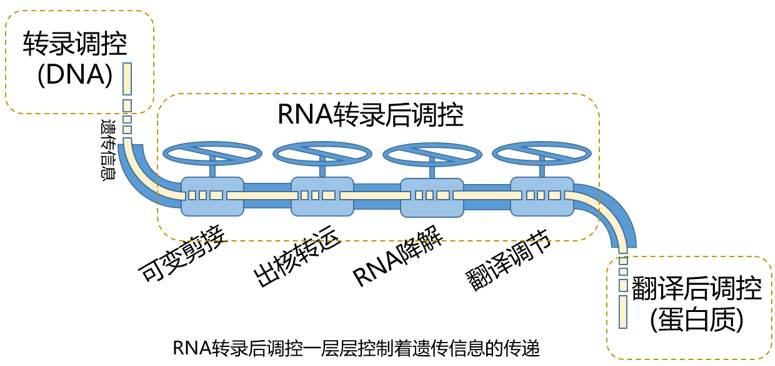 关于dna和rna,rnavsdna