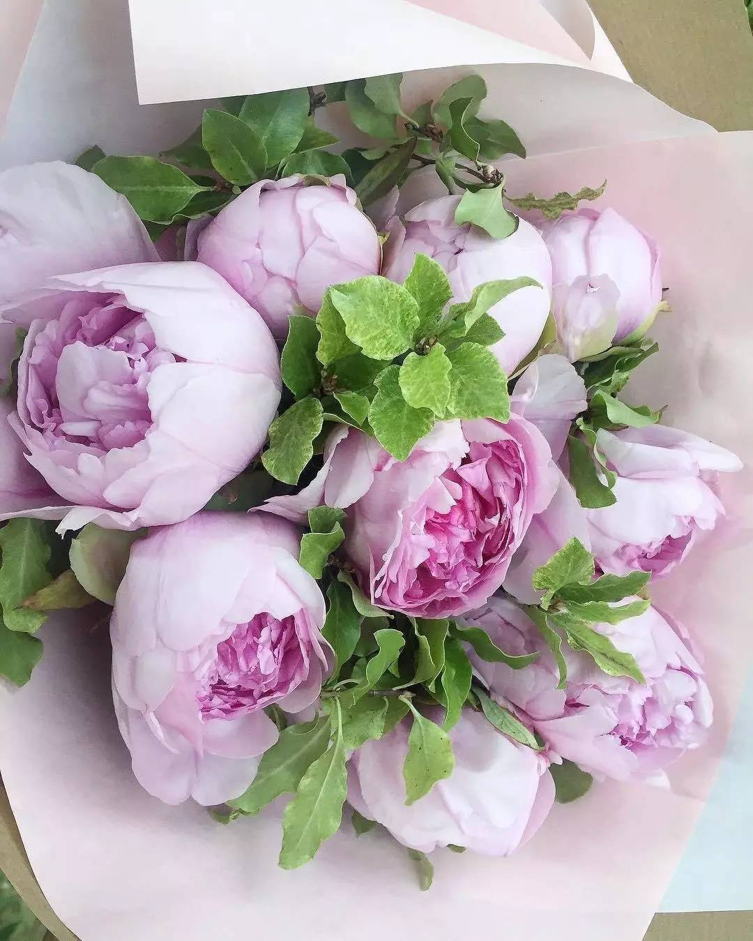 除了康乃馨还能够送母亲什么花,母亲节合适送妈妈的花康乃馨