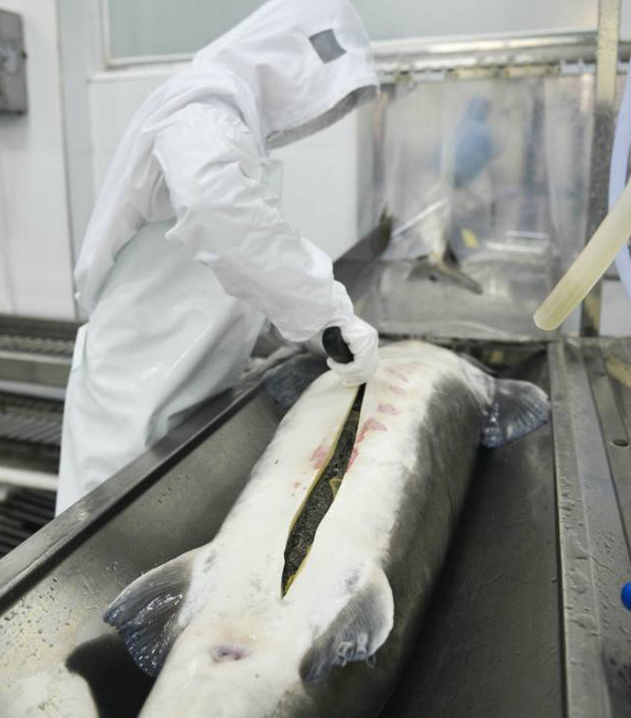 带你探寻顶级鱼子酱的加工流程,顶级鱼子酱加工过程