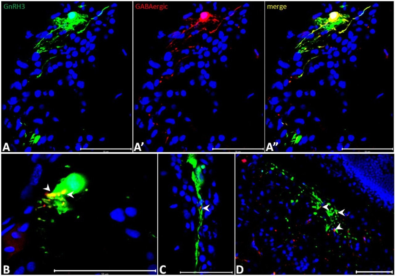 GnRH3和GABAergic神经元如何调控斑马鱼生殖