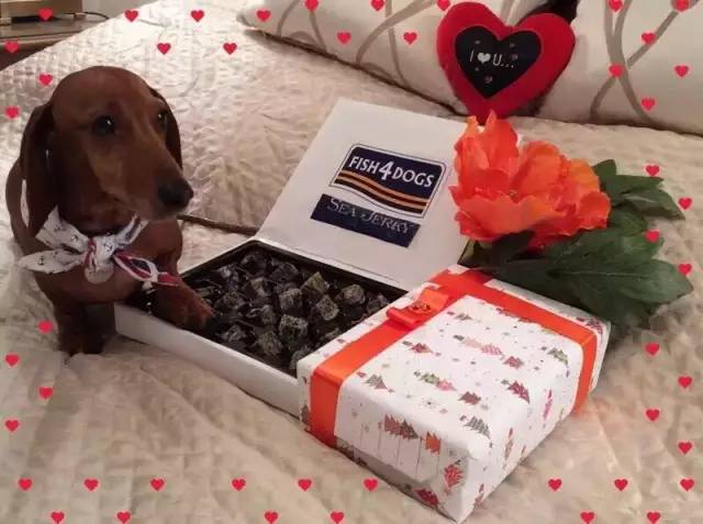 长毛狗狗怎么修剪才好看,狗狗冬天毛发护理