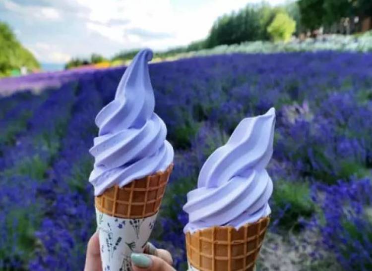 上海薰衣草节亲子嘉年华,薰衣草旅游节