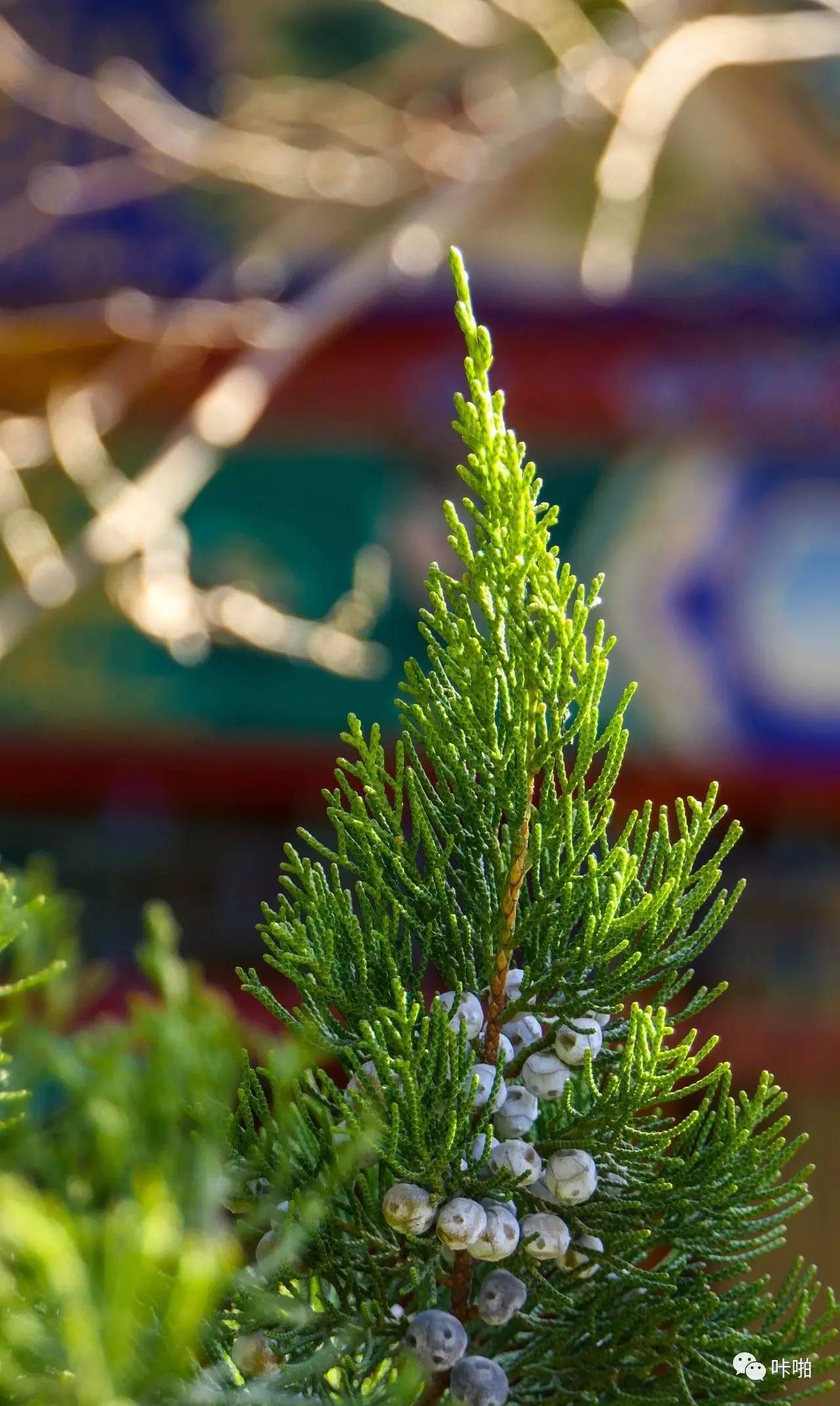 松下fz2500发布时间,松下fz长焦机