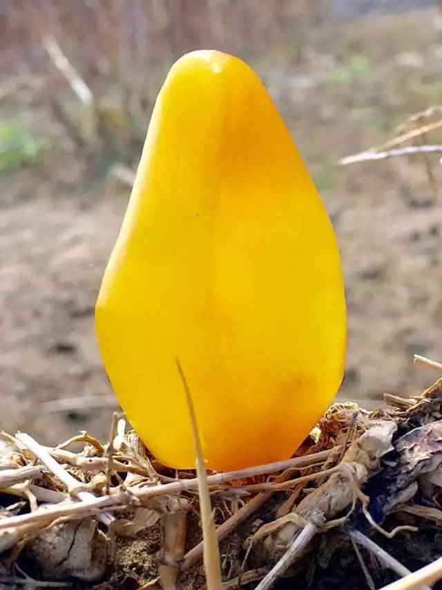 怎么鉴别金丝玉中的宝石光,金丝玉冻光与宝石光区别