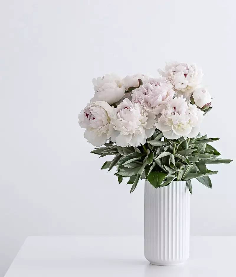 除了康乃馨还能够送母亲什么花,母亲节合适送妈妈的花康乃馨