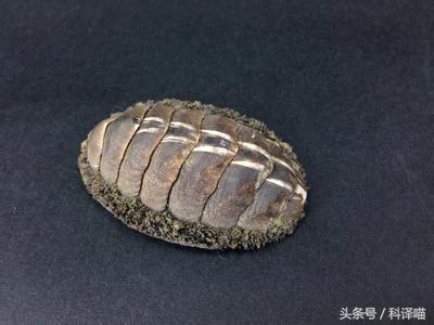 胆小的别进！青岛的海虫子，能够入药能够吃，鲍鱼也在内！