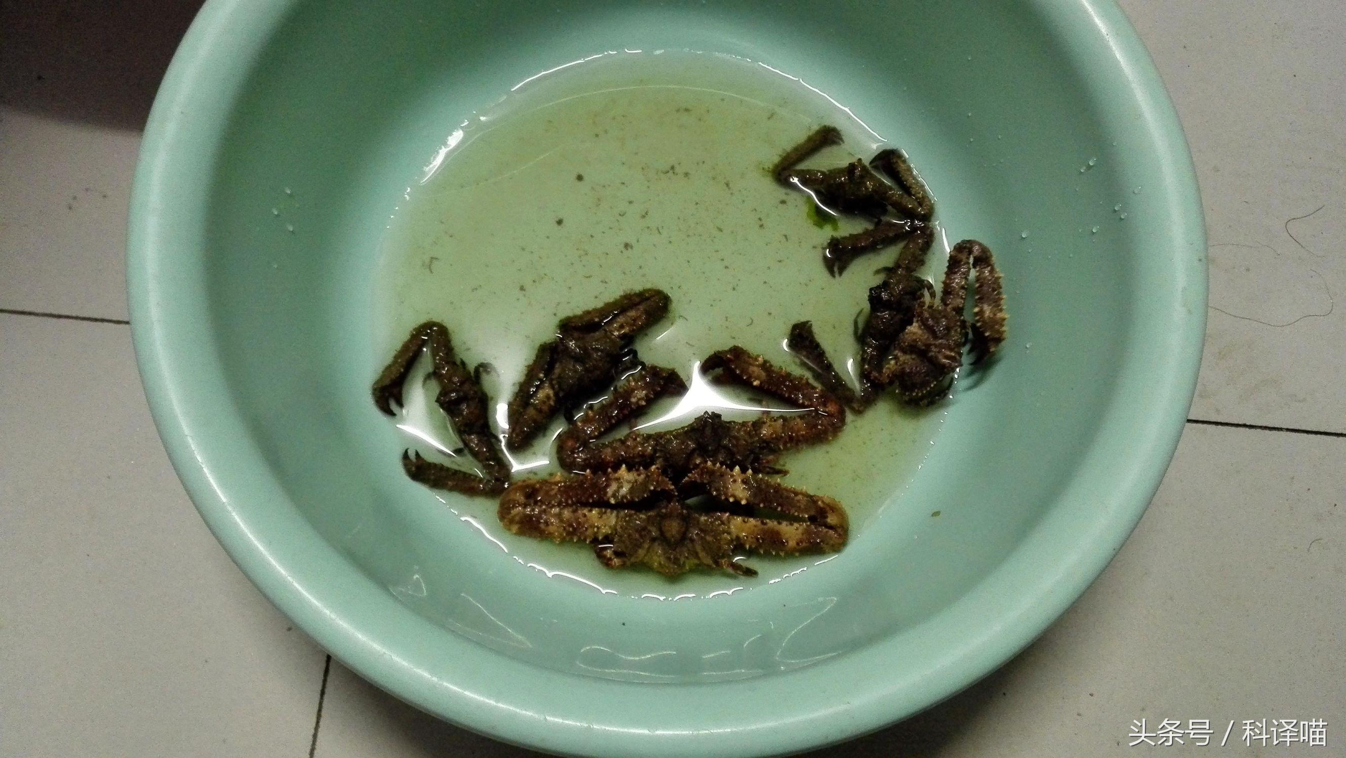 胆小的别进！青岛的海虫子，能够入药能够吃，鲍鱼也在内！