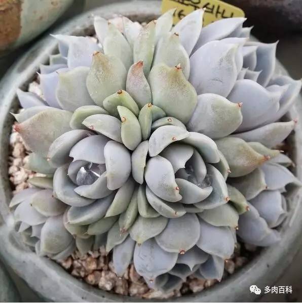 多肉植物变黄怎么办,多肉植物变绿怎么办