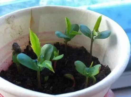 盆栽菠萝能长叶结果，苹果籽也能种出漂亮的小盆栽