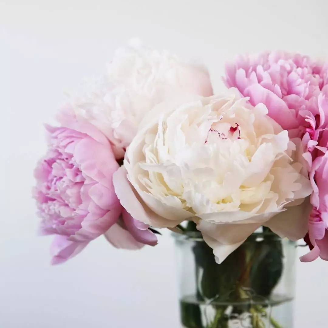 除了康乃馨还能够送母亲什么花,母亲节合适送妈妈的花康乃馨