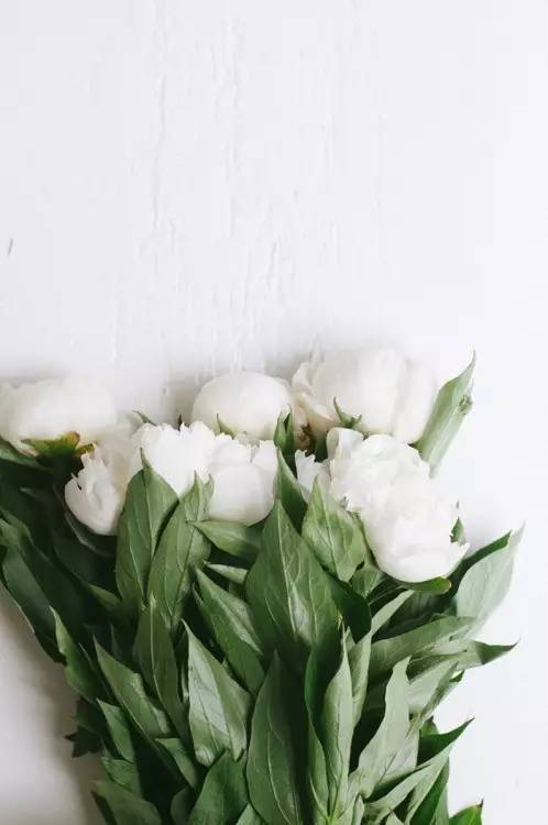 除了康乃馨还能够送母亲什么花,母亲节合适送妈妈的花康乃馨