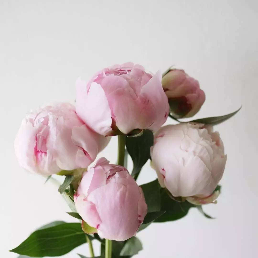 除了康乃馨还能够送母亲什么花,母亲节合适送妈妈的花康乃馨