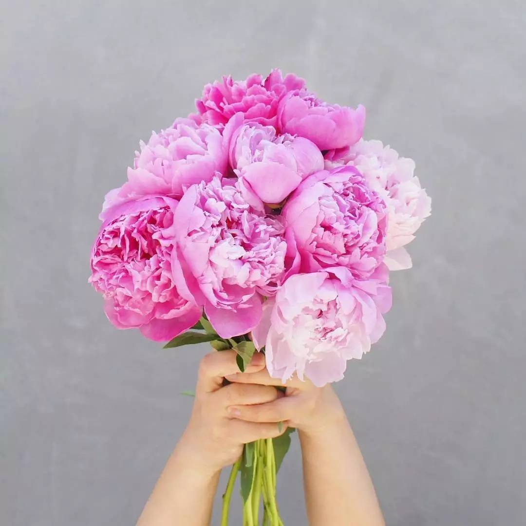 除了康乃馨还能够送母亲什么花,母亲节合适送妈妈的花康乃馨